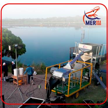 Innovating Shrimp Welfare with MerSeafood